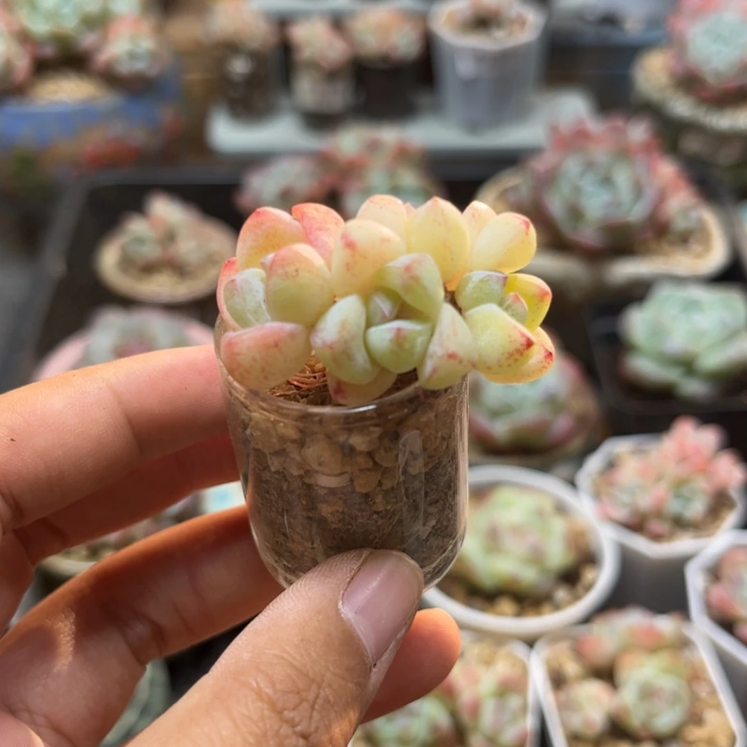 【闪购商品】3933冰玉4头