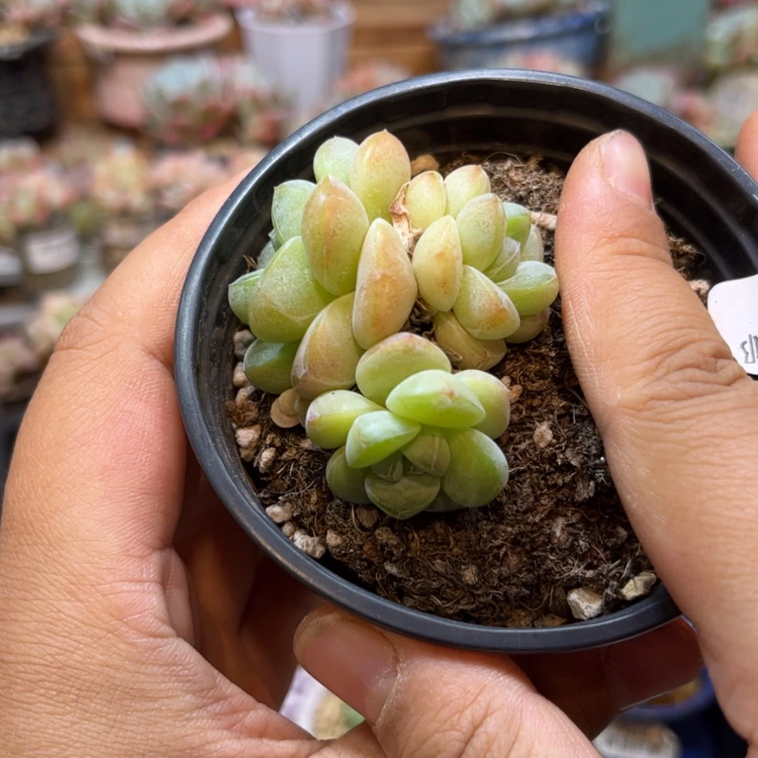 【闪购商品】3614。三头冰玉