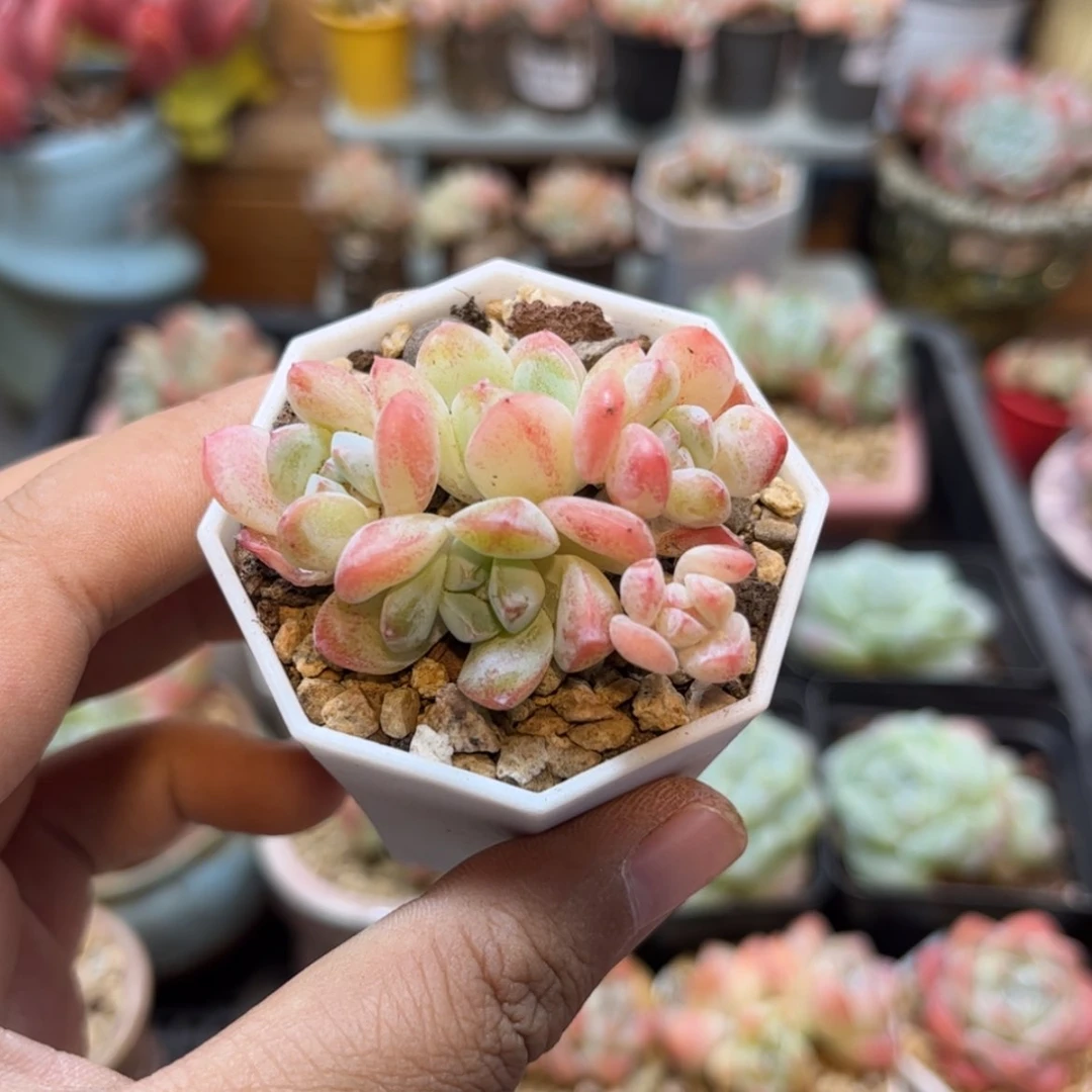 【闪购商品】3323冰玉5头