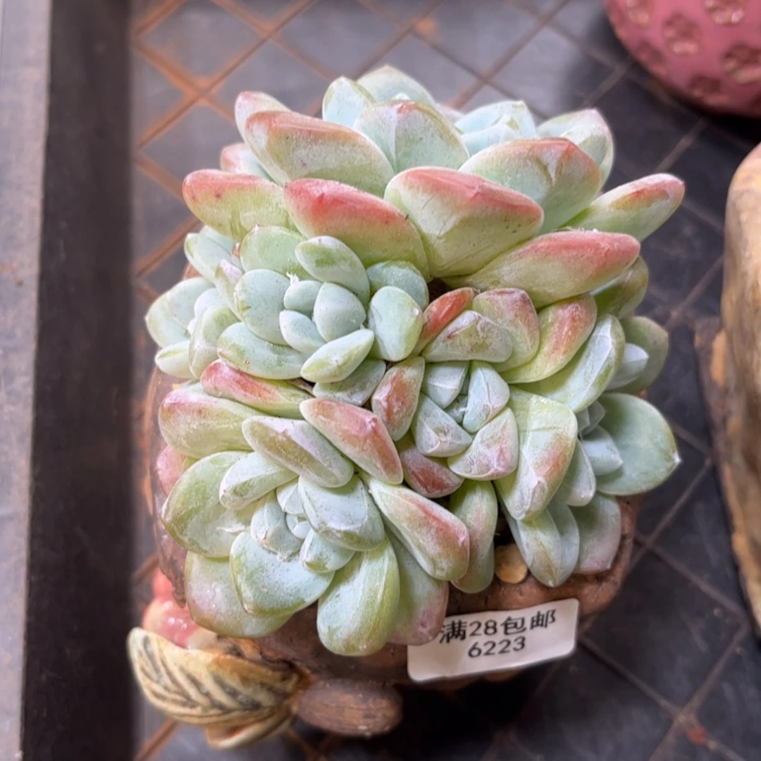 【闪购商品】6223冰玉6头