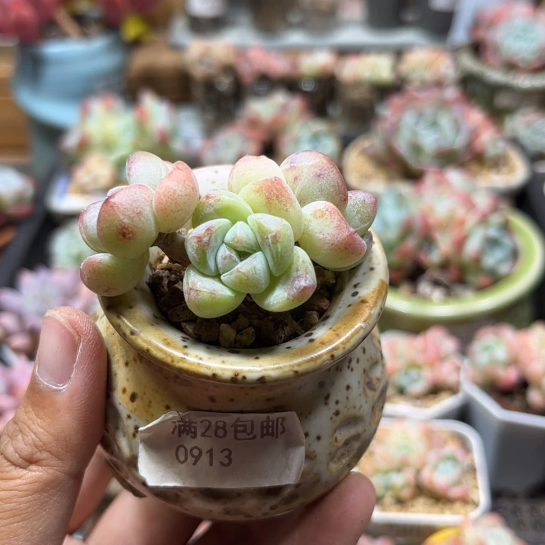 【闪购商品】0913冰玉3头老桩