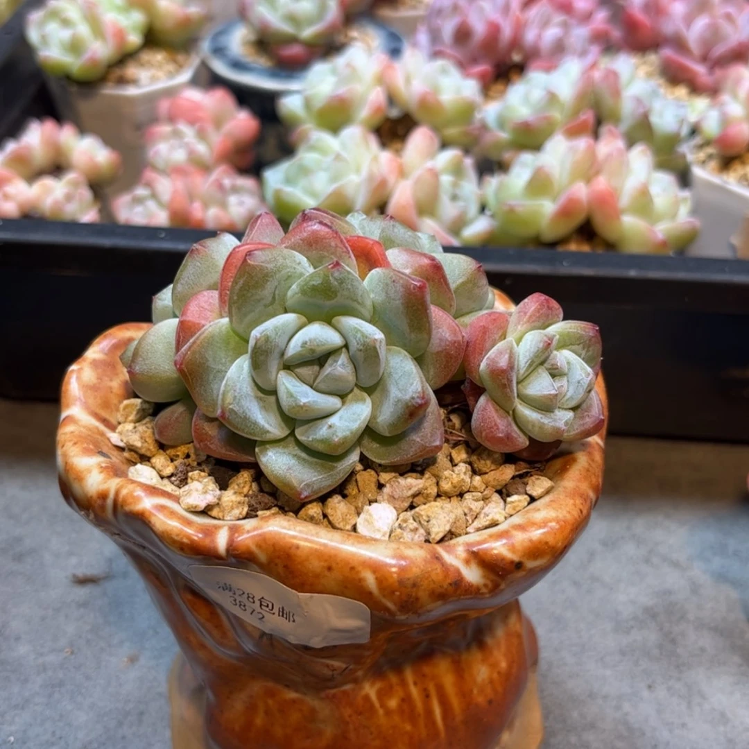 【闪购商品】3872冰玉4头