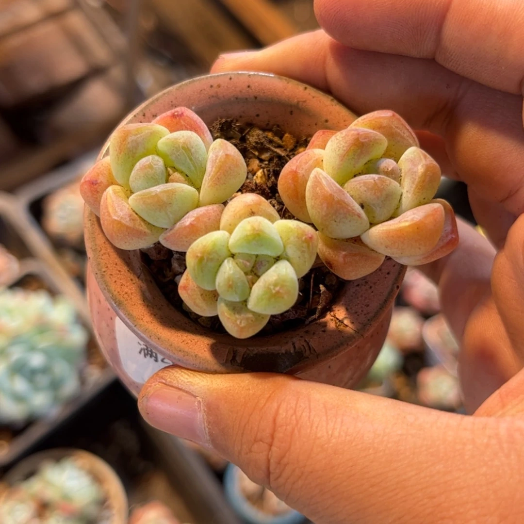 【闪购商品】2509冰玉3头