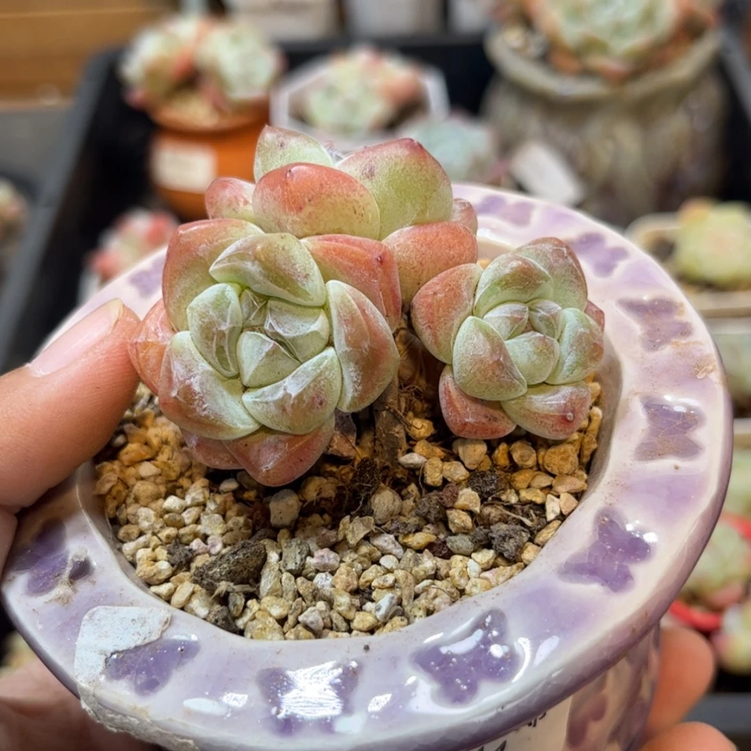 【闪购商品】1514冰玉4头