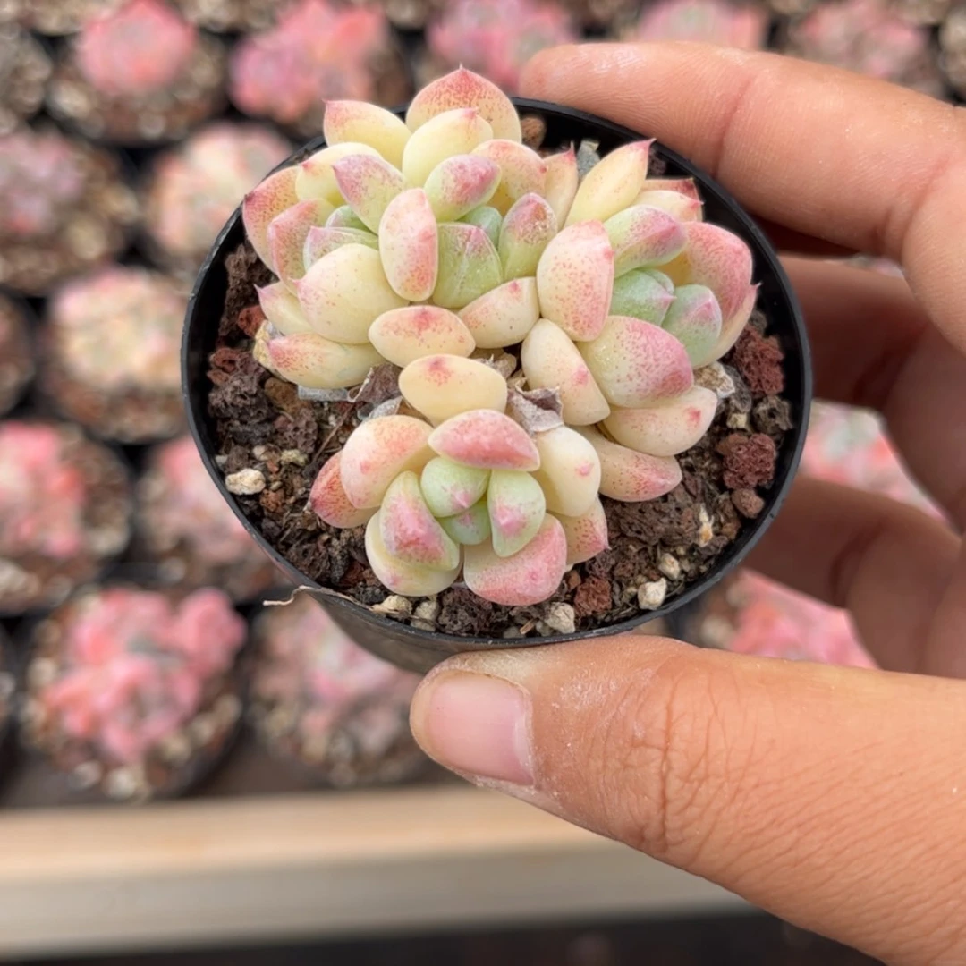 【闪购商品】1287糖心群