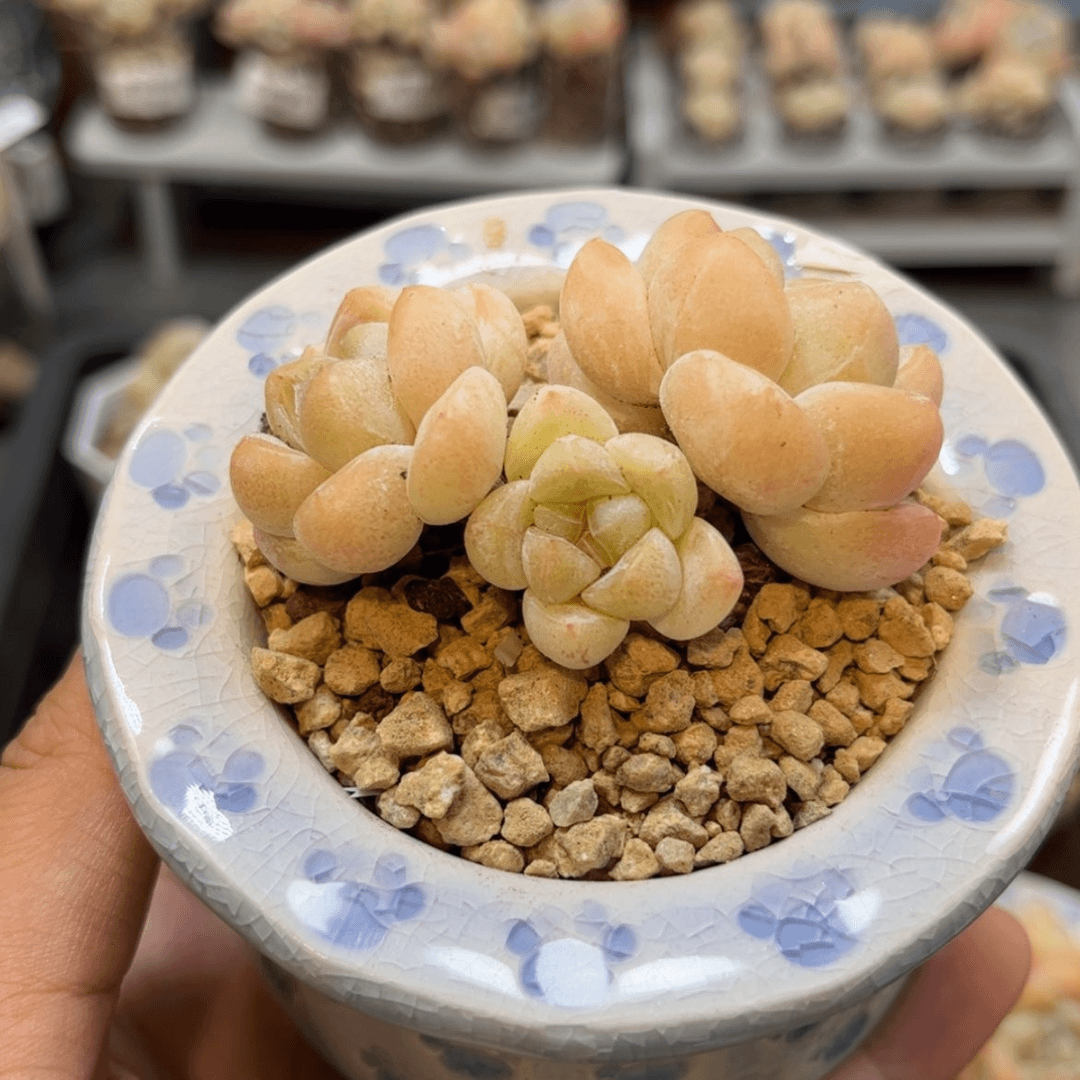 【闪购商品】3607冰玉3头