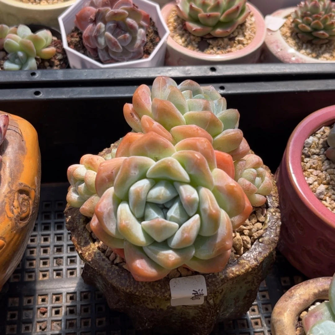 【闪购商品】5627冰玉5头