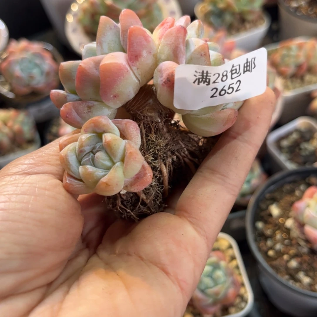 【闪购商品】睡****?2652冰玉双头