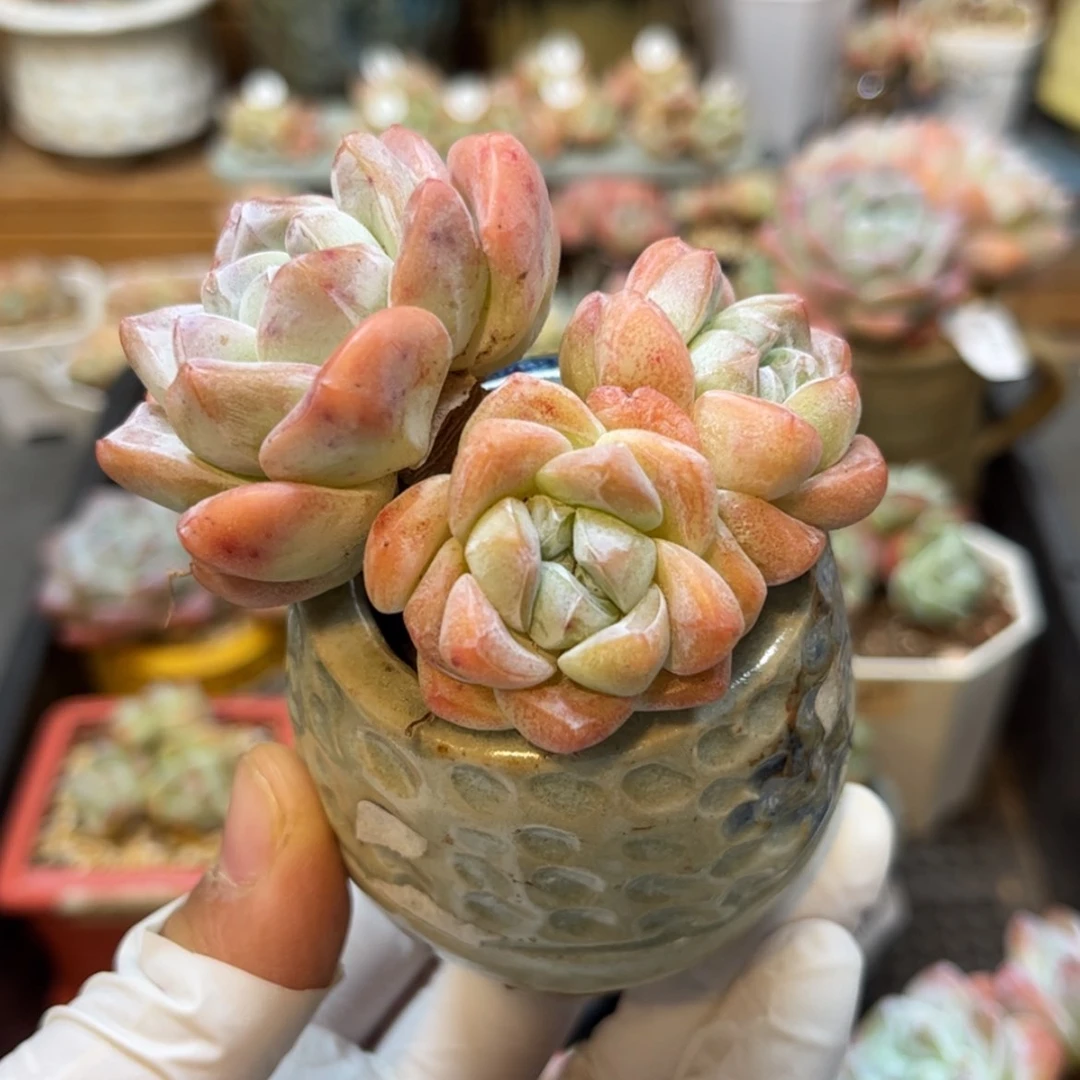 【闪购商品】1209。三头冰玉