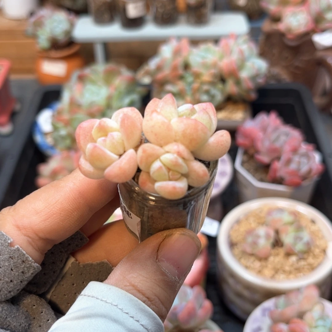 【闪购商品】8878三头冰玉