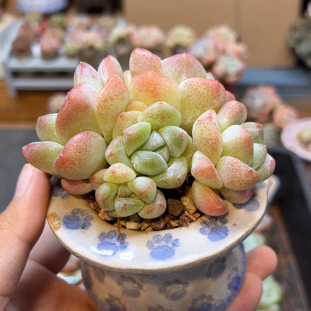 【闪购商品】5521冰玉5头