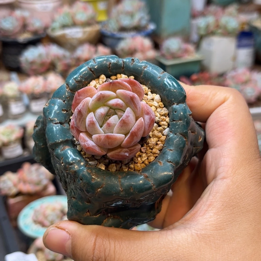 【闪购商品】6552单头冰玉