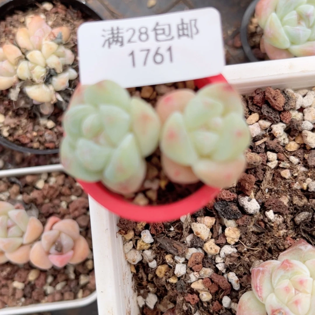 【闪购商品】冰玉双头1761