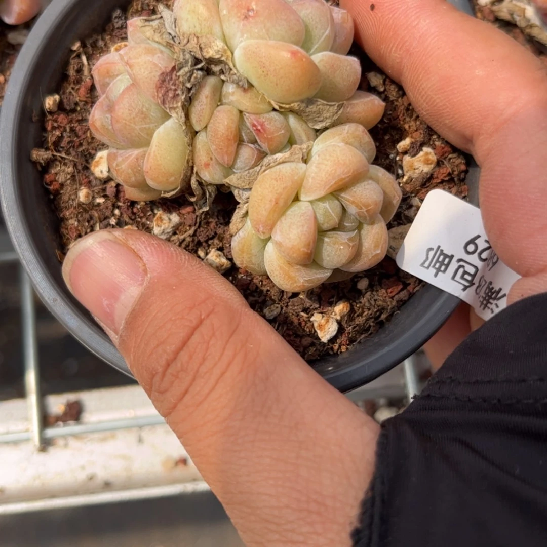 【闪购商品】6829。四头冰玉