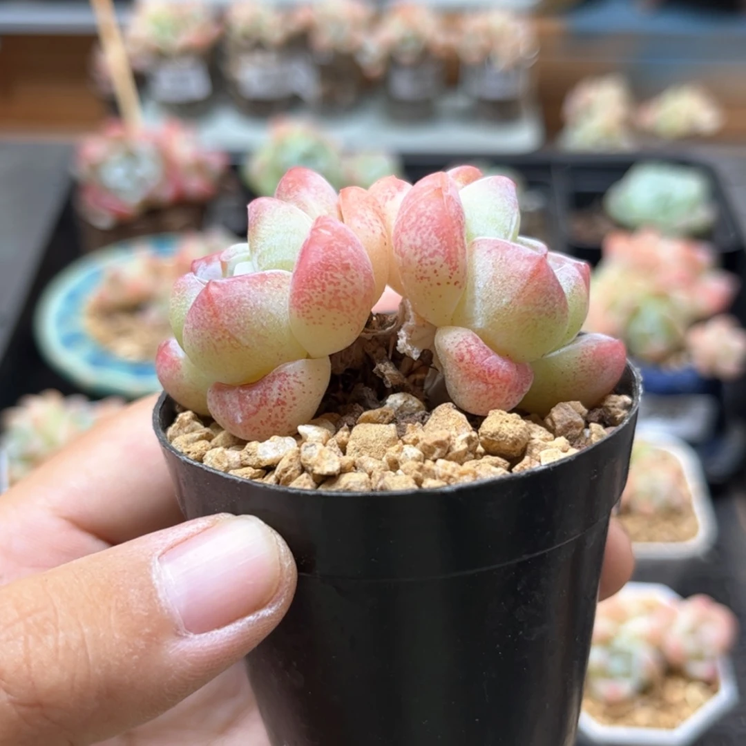 【闪购商品】6763冰玉双头