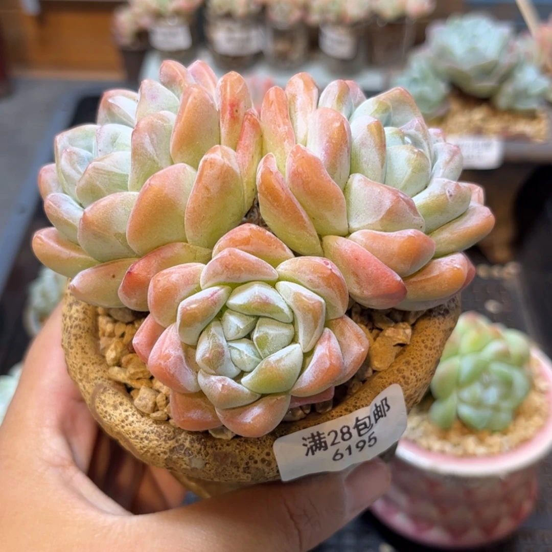 【闪购商品】6195冰玉3头