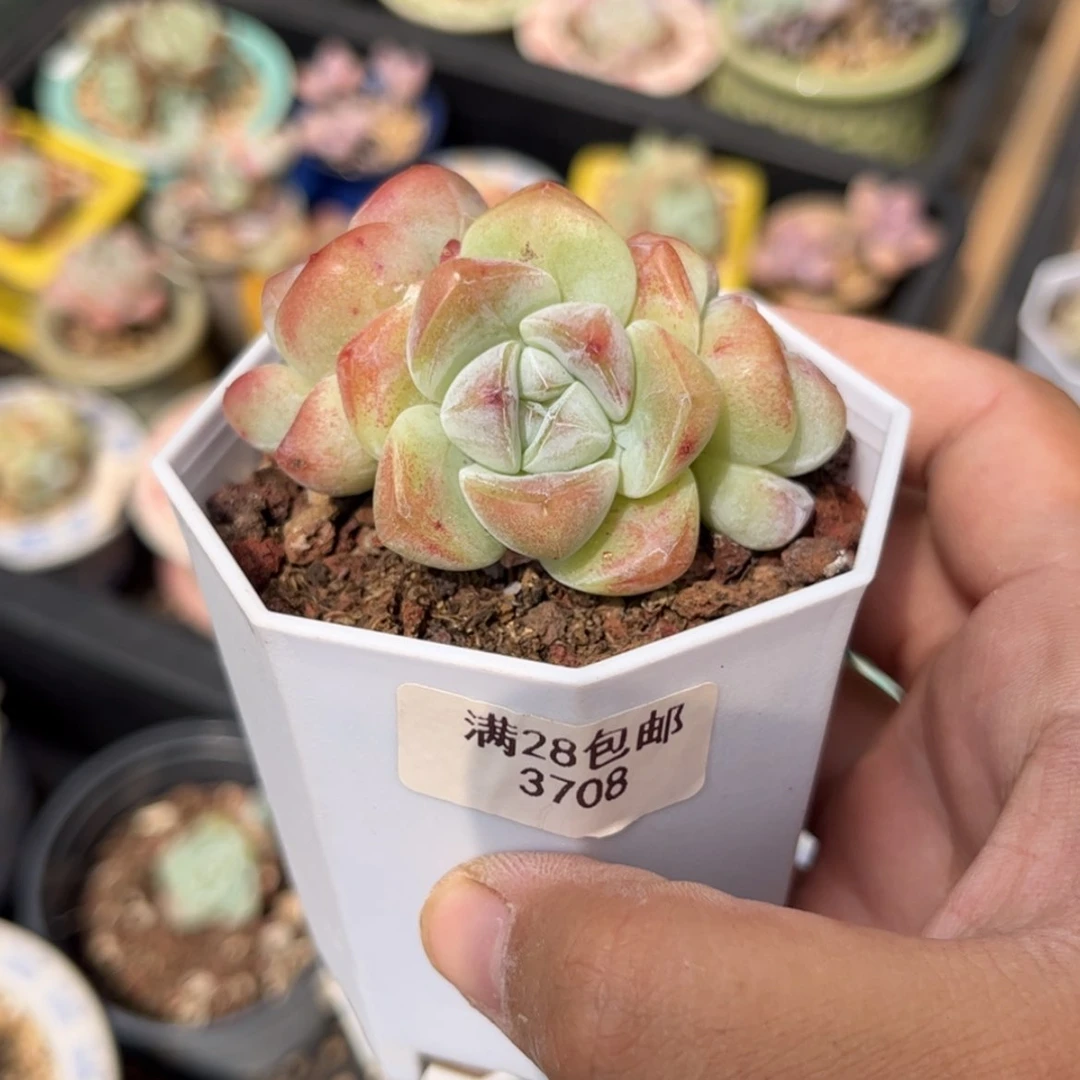 【闪购商品】3708冰玉3头