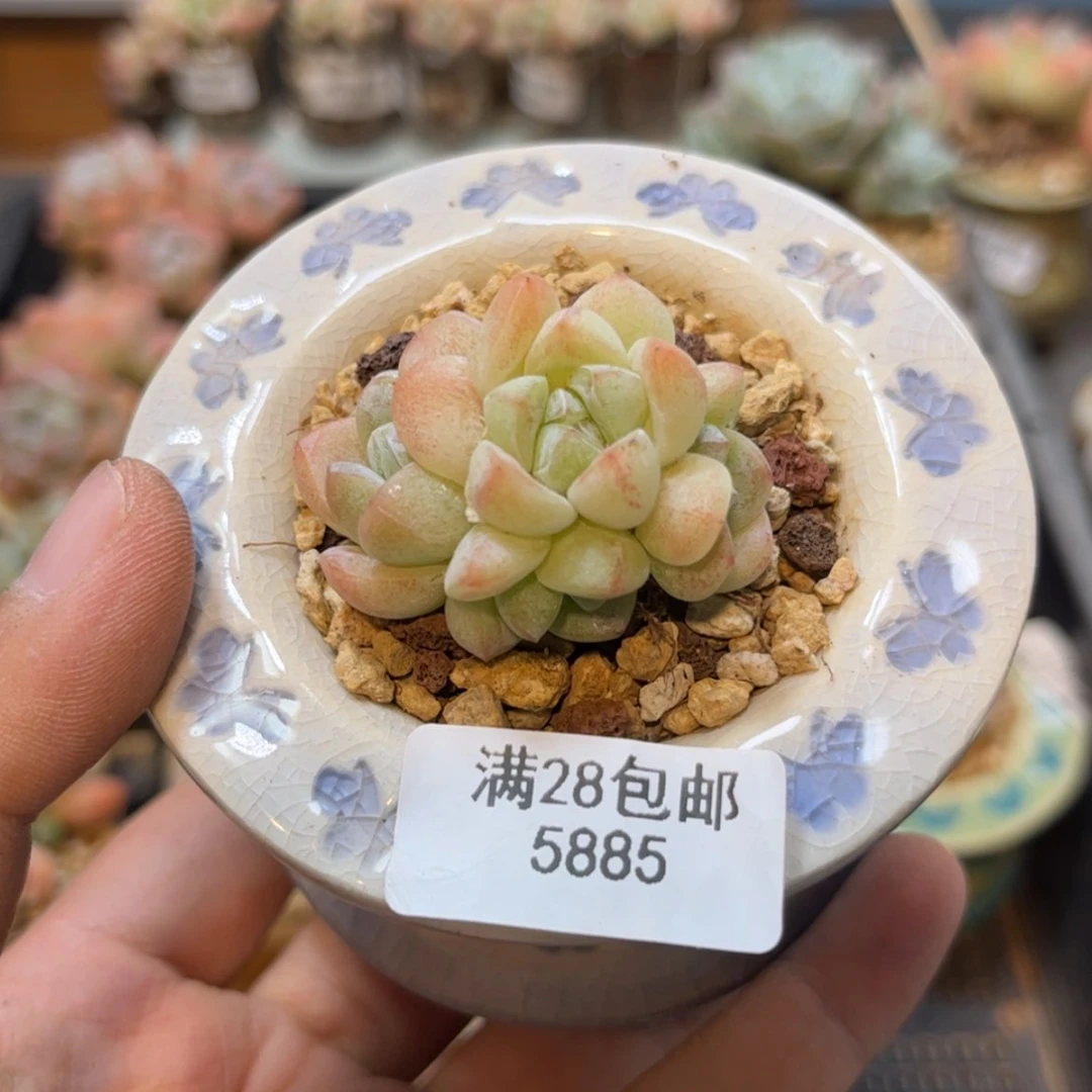 【闪购商品】5885冰玉5头