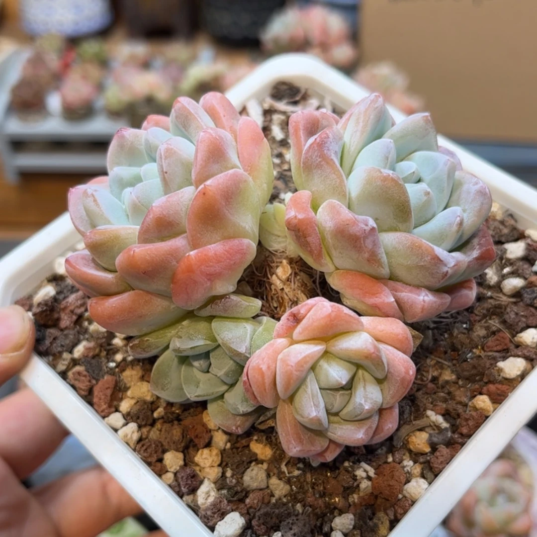 【闪购商品】5478四头冰玉