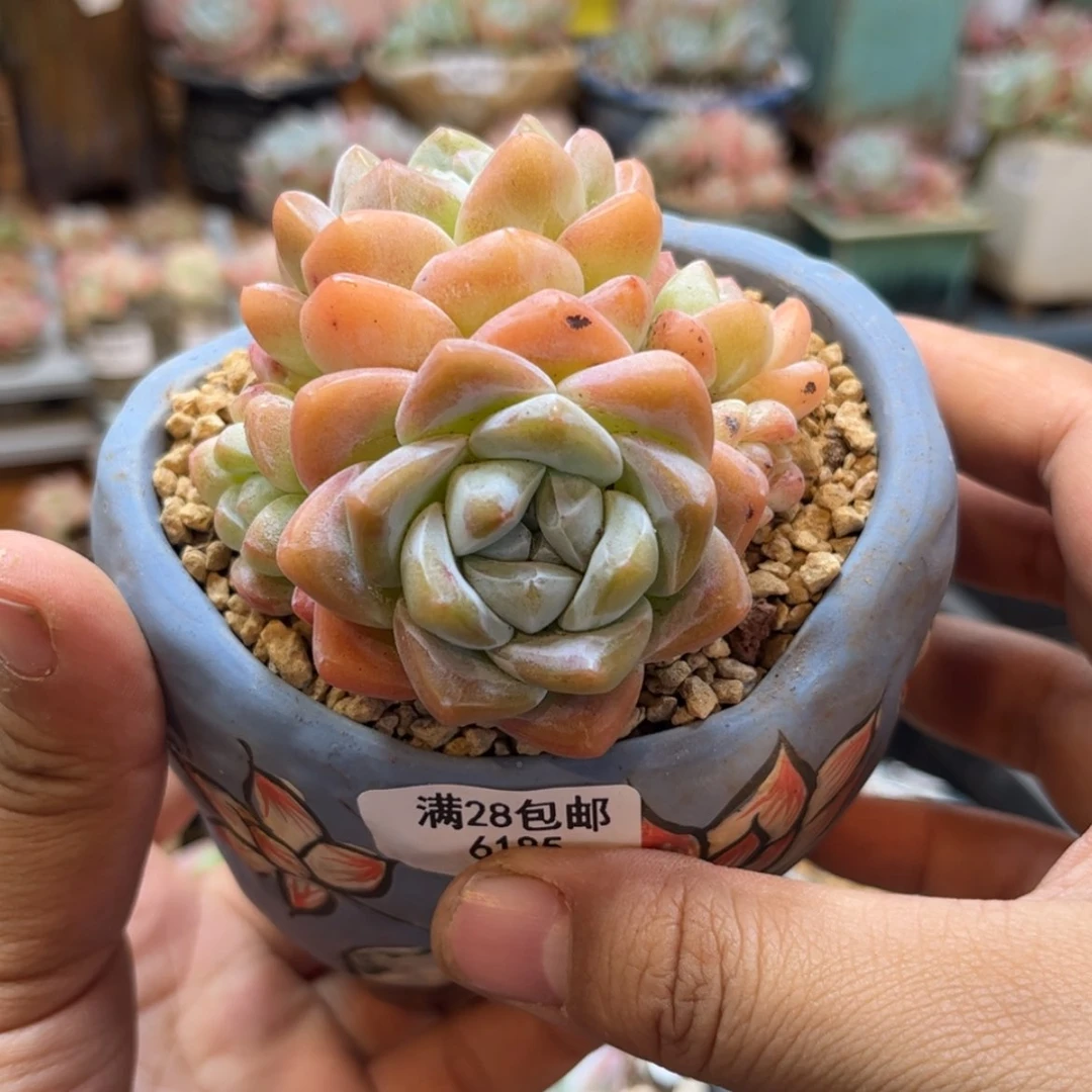 【闪购商品】6185。五头冰玉