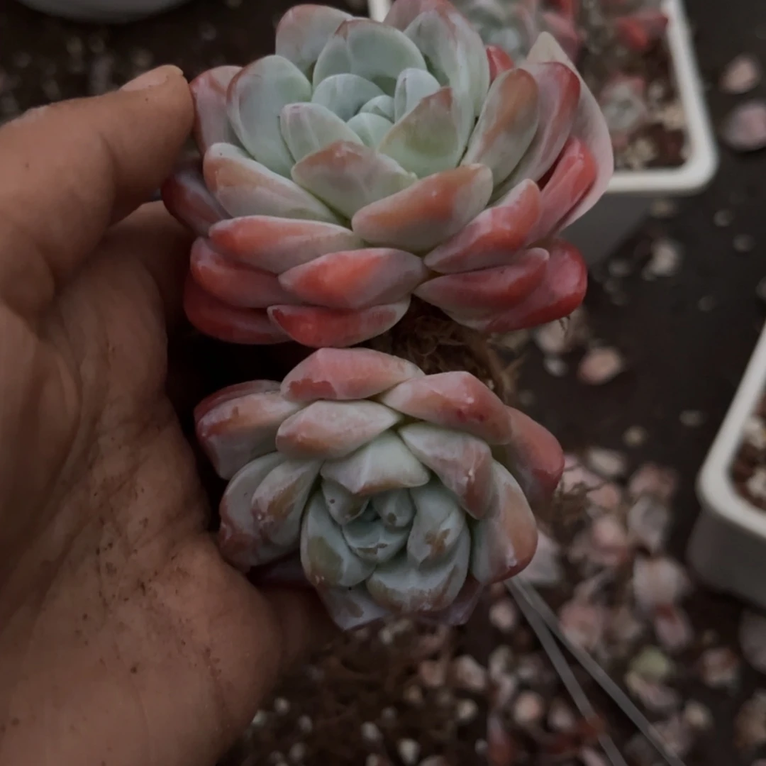 【闪购商品】S****果3390冰玉双头