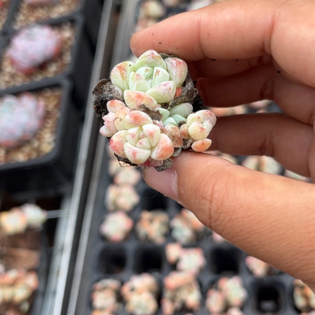 【闪购商品】豆*儿2089冰玉3头