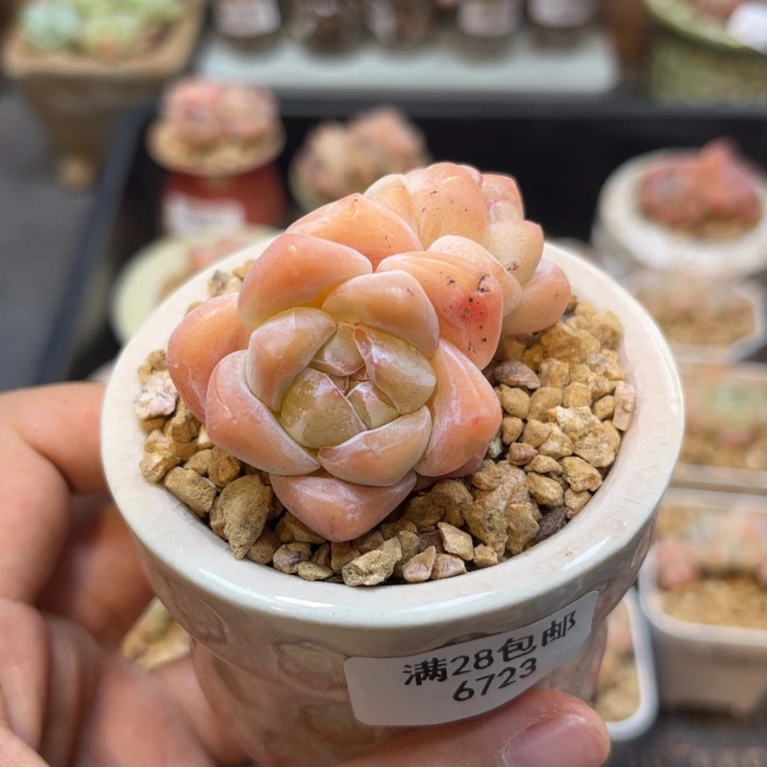【闪购商品】6723冰玉3头