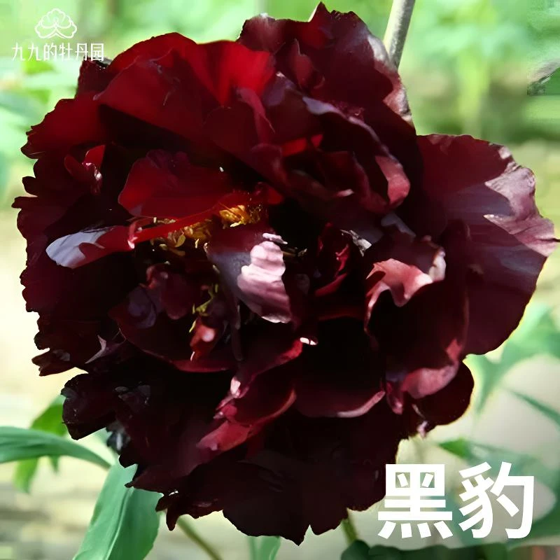 【黑豹】洛阳牡丹盆栽重瓣裸根老桩大苗盆栽室内阳台耐寒洛阳牡丹