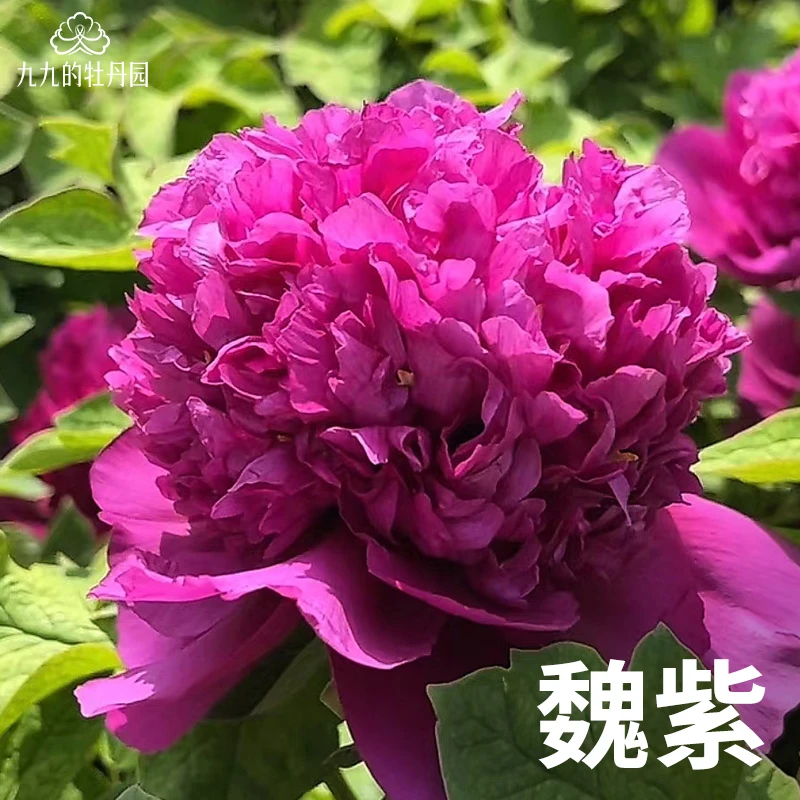 【魏紫】洛阳牡丹花苗重瓣裸根老桩大苗盆栽地栽室内耐寒洛阳牡丹