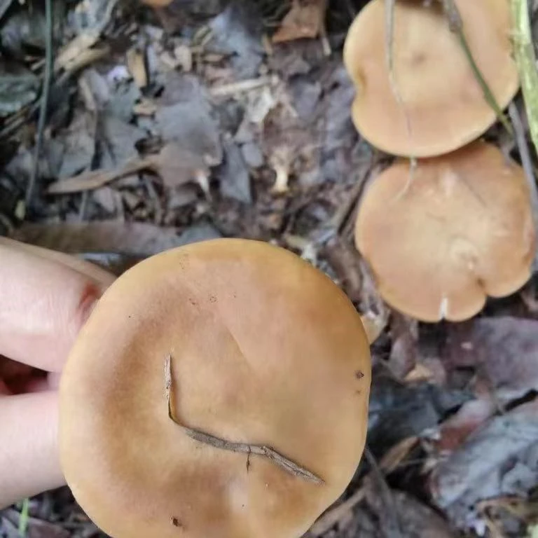 香菌、香信菌云南野生菌、农夫山珍、食用农产品1袋煲汤