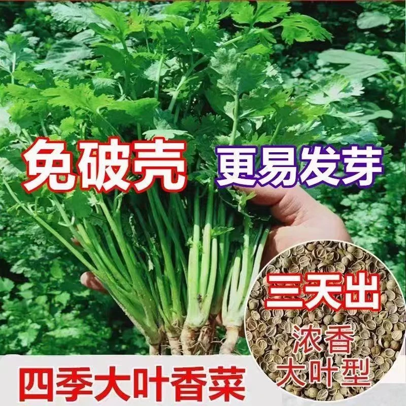 【三天发芽】四季快速香菜阳台室内花卉盆栽大叶耐热耐寒秋冬蔬菜