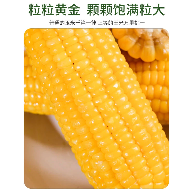 25年东北高品质头茬黄糯玉米280g-320拍8+2发10铝箔包装6斤以上