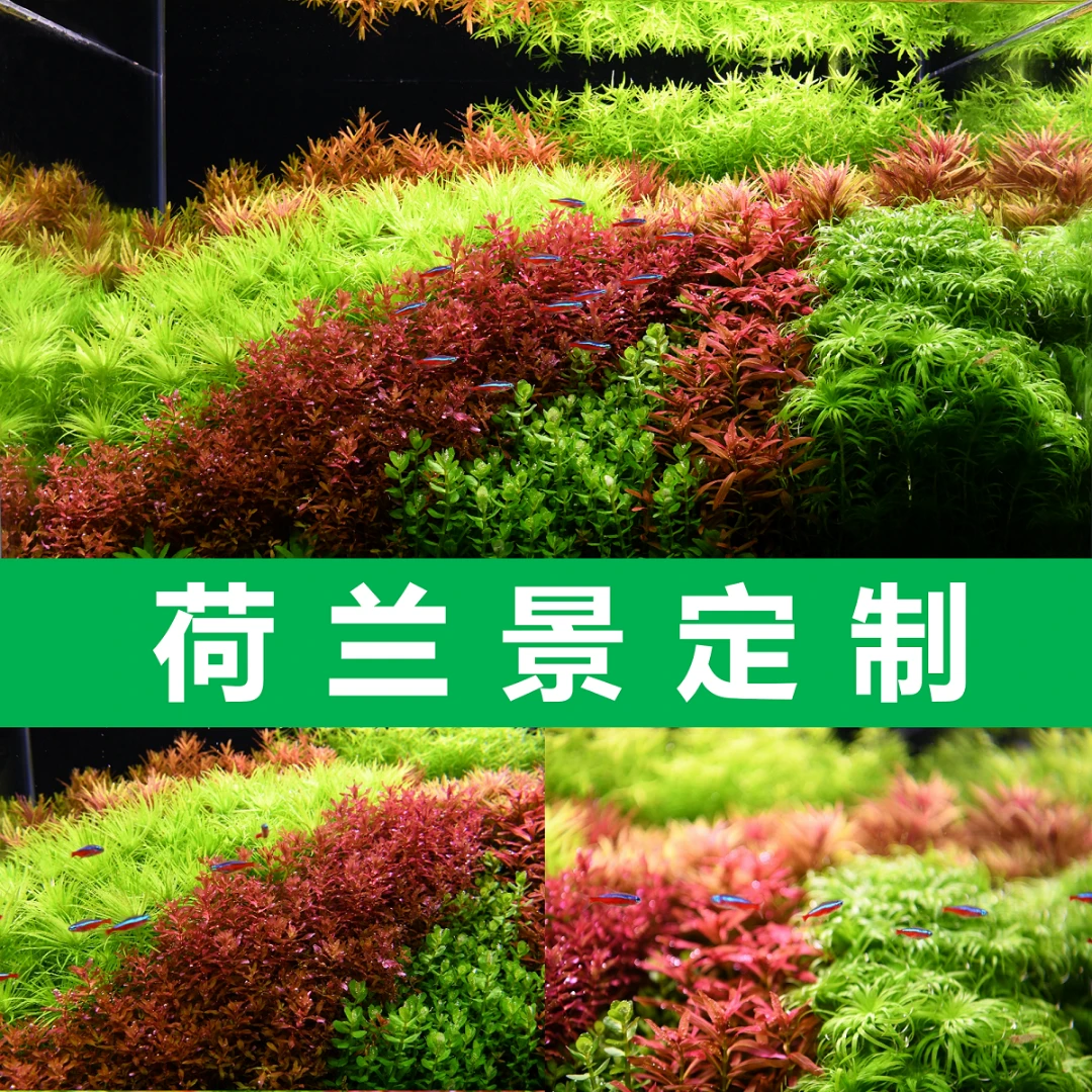 荷兰景套餐打头水草套餐草缸造景水下叶懒人水草宫廷趴地浩然水族