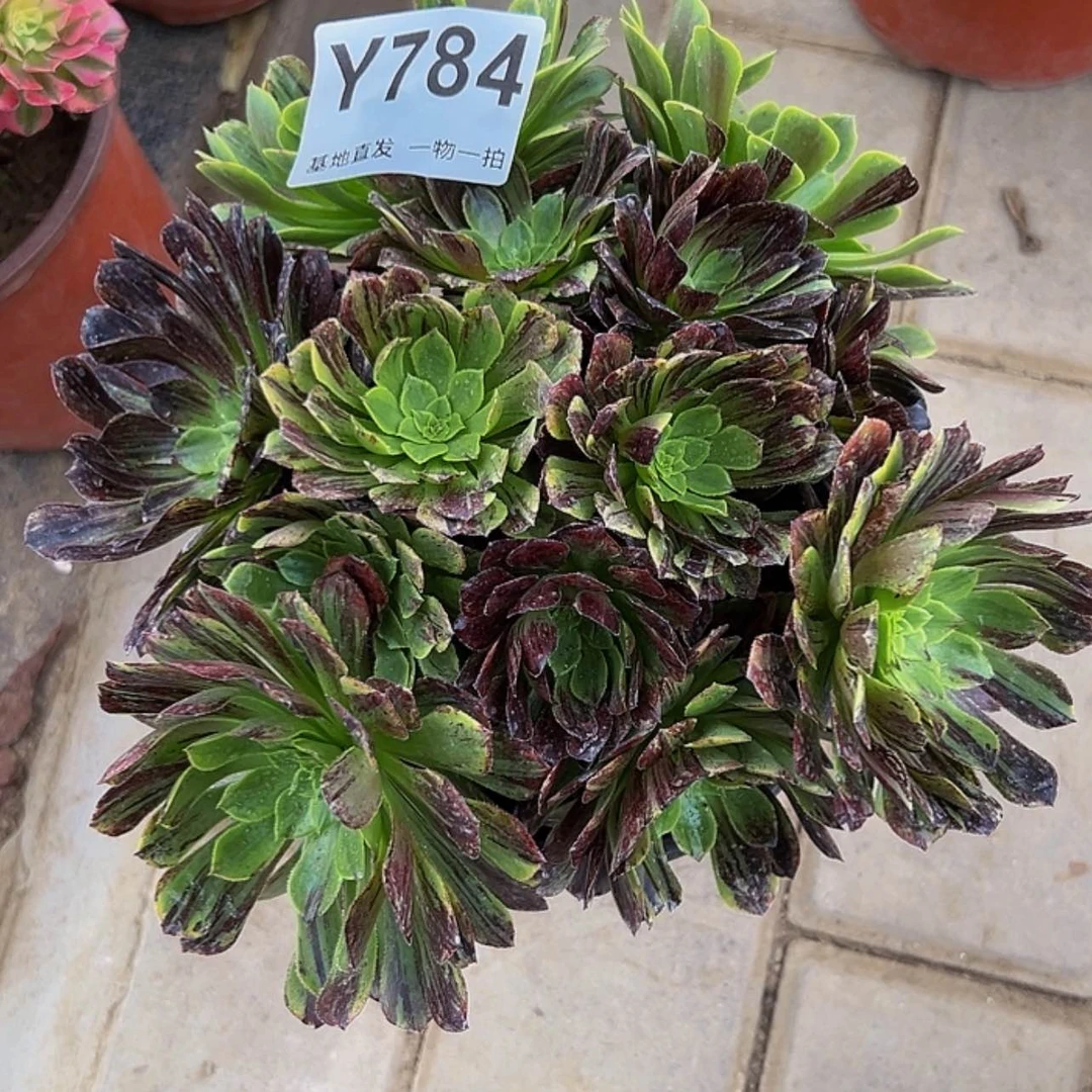 【闪购商品】784。