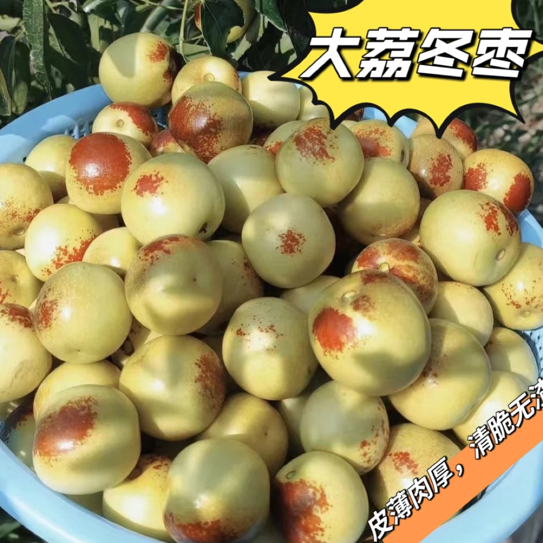 （顺丰包邮）陕西大荔冬枣果农直发皮薄肉厚清脆爽口现摘现发