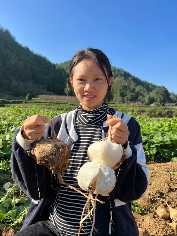 贵州农家黄泥地种植地萝卜凉薯地瓜包邮
