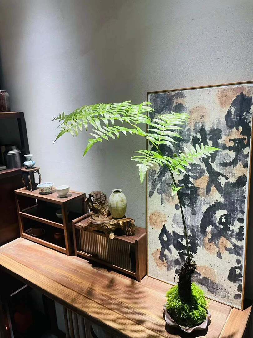 花界 | 紫琪蕨 红鳞蕨绿植盆景直播间一物一拍链接