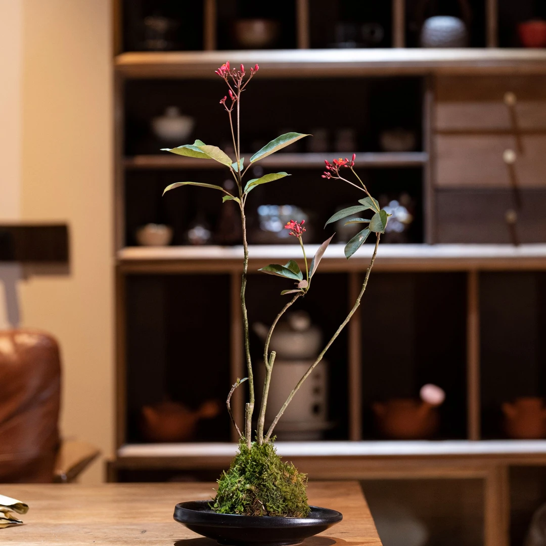 花界 | 苔藓球琴叶珊瑚多杆多飘枝室内茶室禅意绿植盆景好养