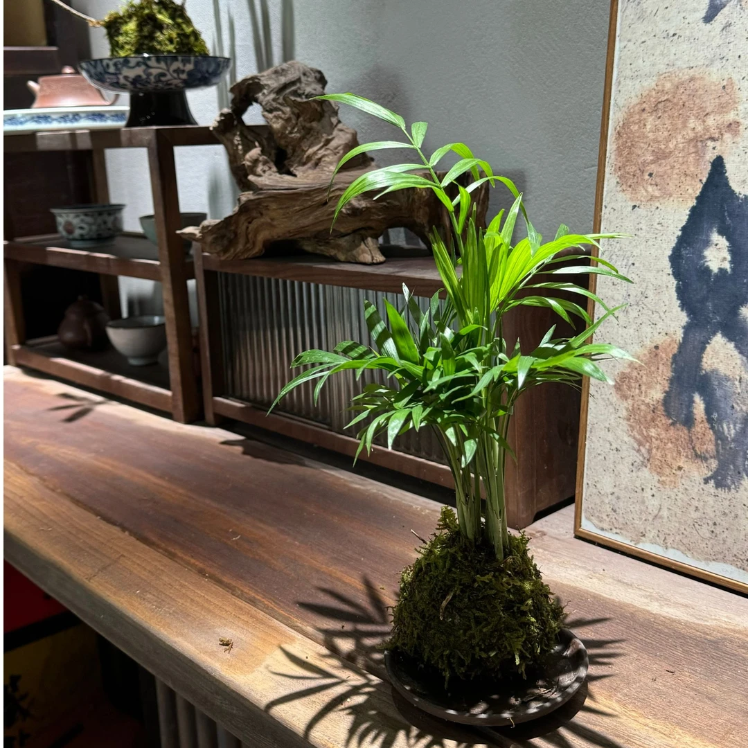 花界 | 椰子苔藓球绿植禅意桌面茶几办公桌小绿植好养易活