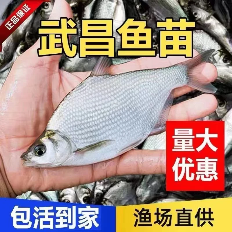 鳊鱼苗 武昌鱼苗鲜活淡水养殖三角鲂团头可食用新鲜活体鱼好养