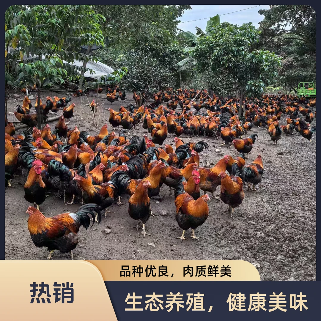 正宗清远大扇鸡310天以上大山放养杂粮山水喂养新鲜健康顺丰包邮
