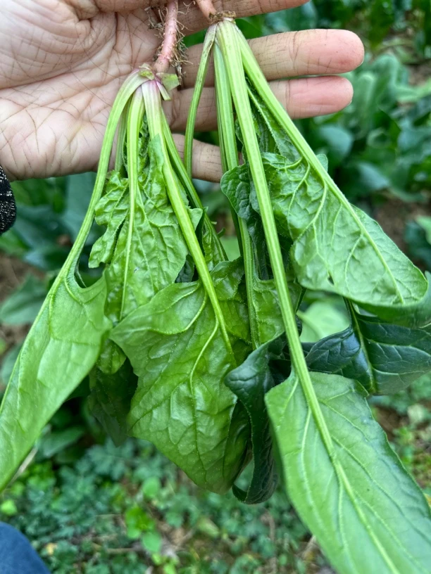 贵州遵义农家种植波菜3斤包邮