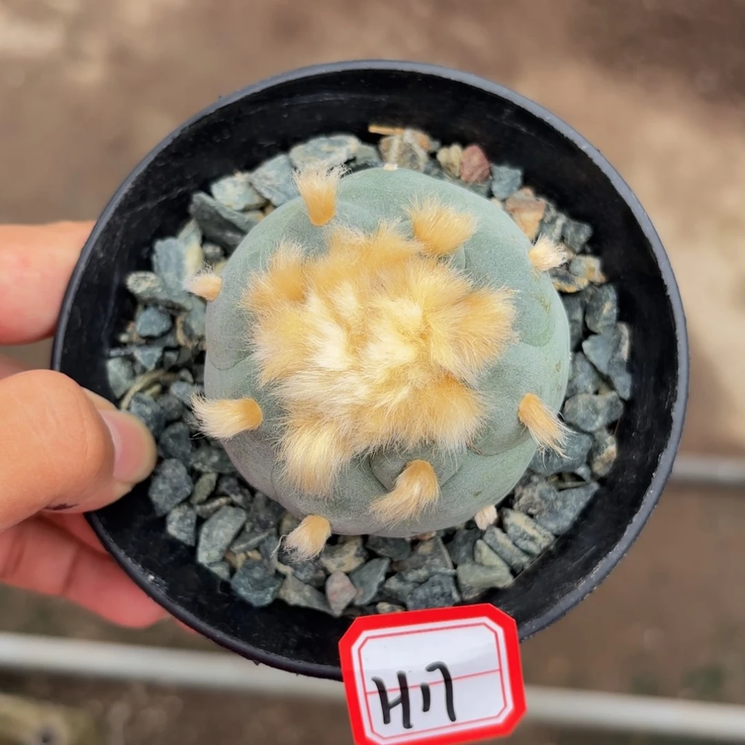 建****3实生银H17。