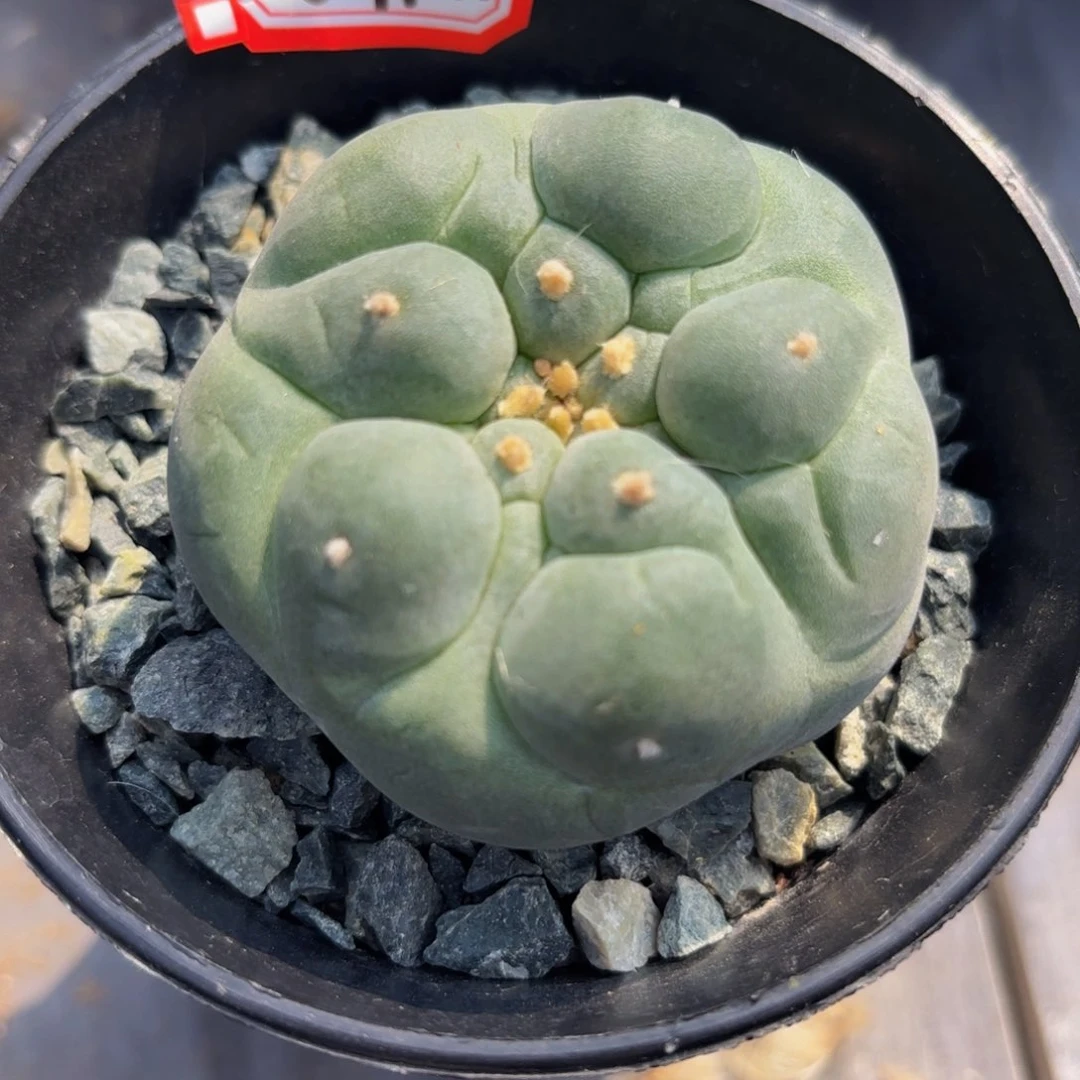 实生仲永。      G