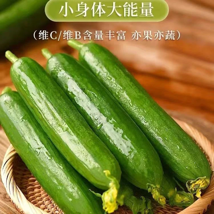 【新鲜现摘】寿光严选水果小黄瓜新鲜无刺脆甜生吃现摘现发小青瓜