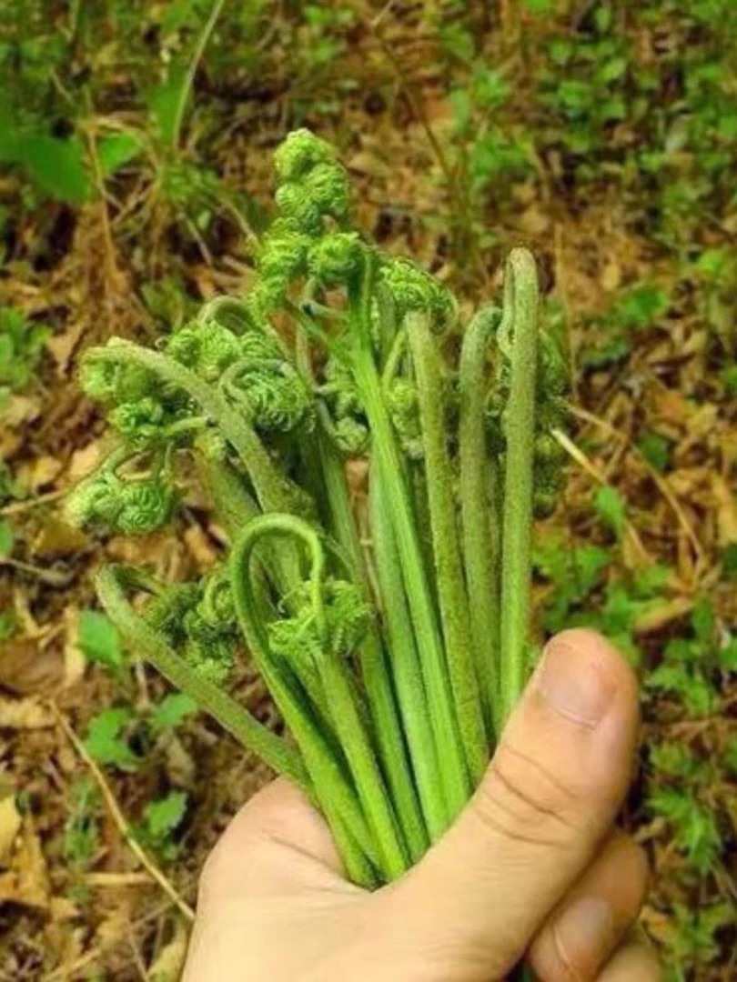 蕨菜东北山野菜现采现摘现发包邮到家可炒肉可晒干