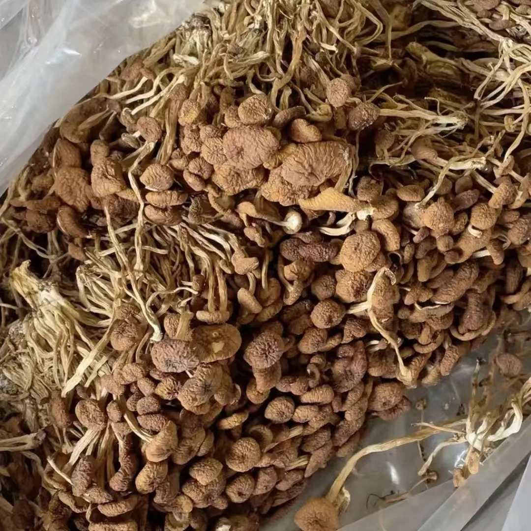 《云儿云专属》代收干货农特产茶树菇250g/袋