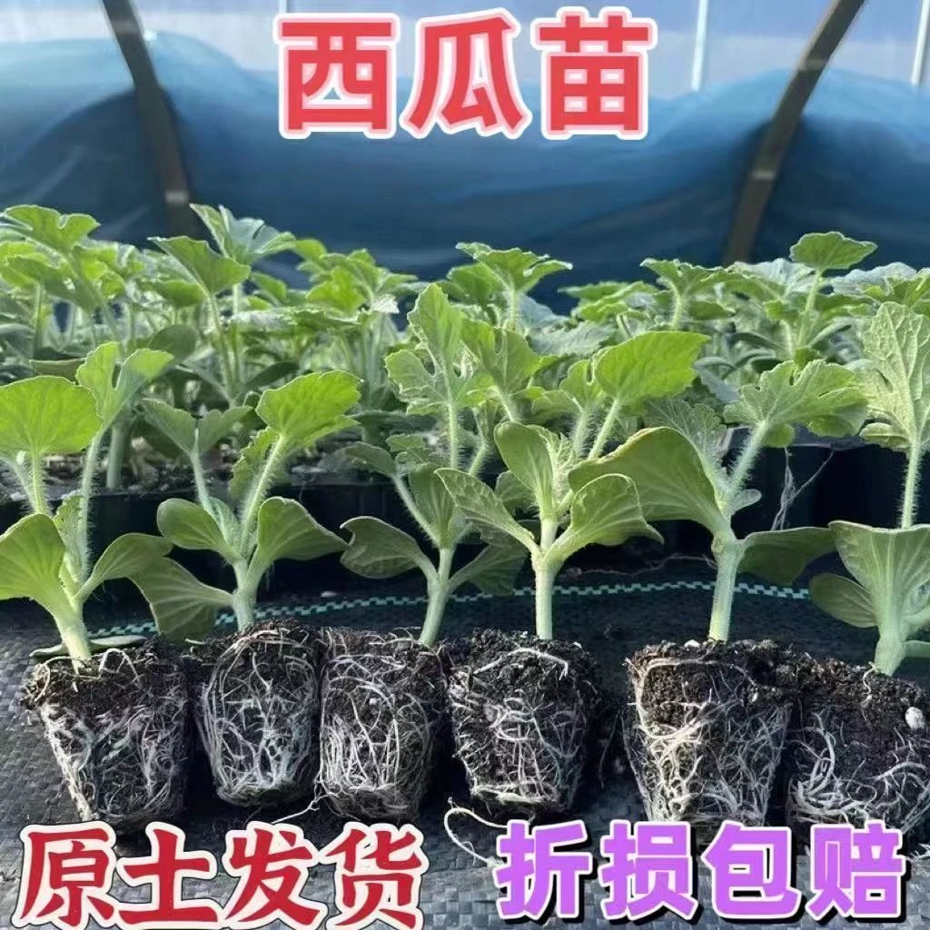 超甜蜂蜜小西瓜种子四季8424麒麟瓜冰糖瓜种子懒汉西瓜种黑皮红心