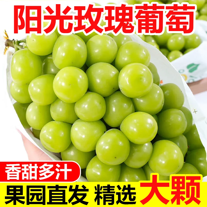【顺丰彩箱】3号阳光玫瑰青提晴王葡萄新鲜水果中秋送礼脆甜爆汁