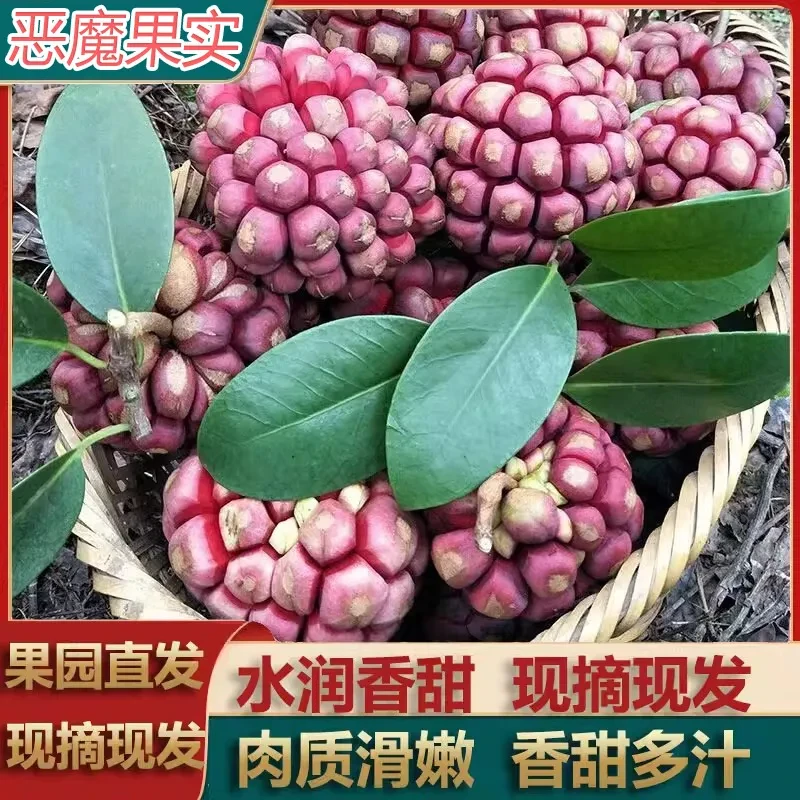 黑老虎黑老虎布福娜罕见水果新鲜当季8成熟整箱血藤果纯天然